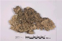 藏品(梅衣屬)的圖片